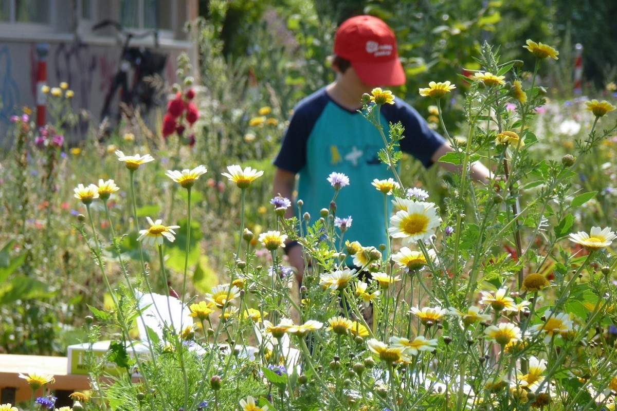 Junge mit Mütze gärtnert in Blumenwiese