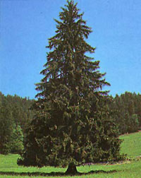 Fichte (Picea Abies)