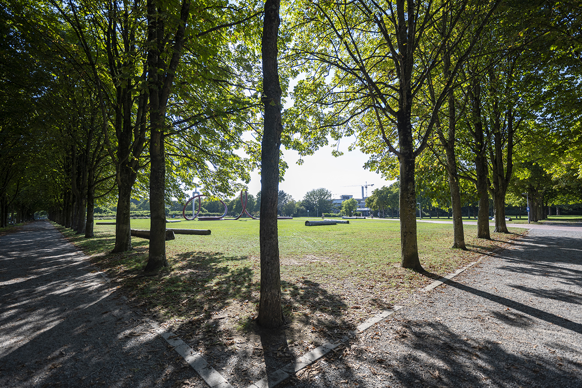 Baumallee im Eschholzpark mit Blick auf die große Wiese